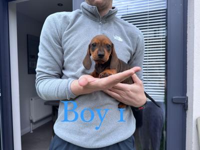 Litter of playful Dachshund puppies ready to go in Armagh
