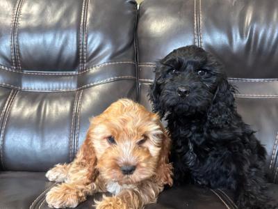 Cavalier King Charles x Cockapoo puppies in Westmeath. All puppies in pics for sale