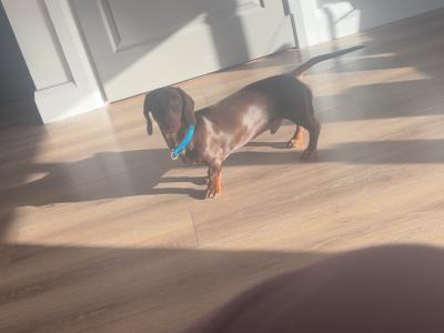 Miniature Dachshund