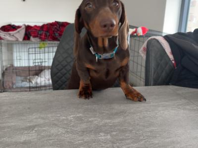 Miniature Dachshund