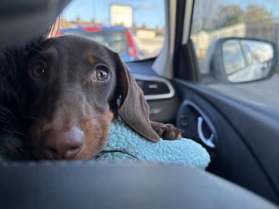 Miniature Dachshund