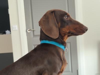 Miniature Dachshund