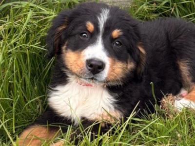 Bernese Mountain Dog puppies for sale in Tipperary