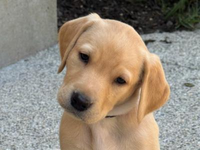Outstanding IKC Registered Labrador Puppies – Wexford
