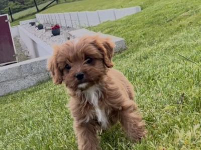 Cavapoo puppies in Wexford