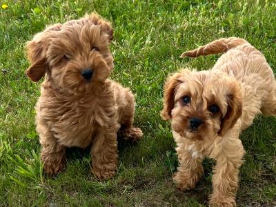 Cavapoo puppies in Wexford