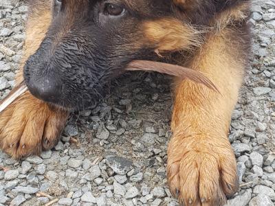 Stunning IKC Registered female German Shepherd puppy in Cavan