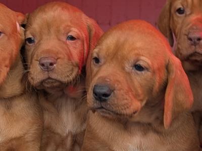 Hungarian Vizsla x Red Setter puppies for sale in Laois. Only 1 female left!