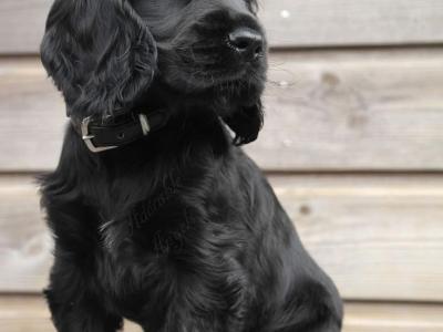 Black Cocker Spaniel puppies