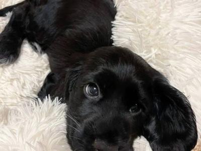 Black Cocker Spaniel puppies