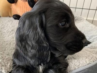 Black Cocker Spaniel puppies