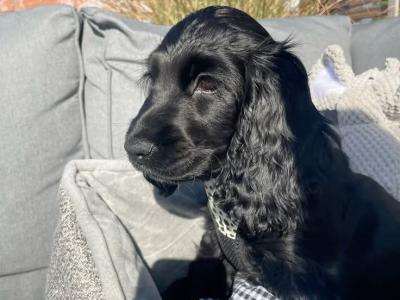Black Cocker Spaniel puppies