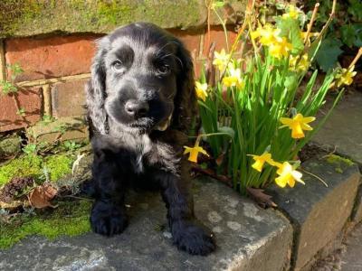 Black Cocker Spaniel puppies