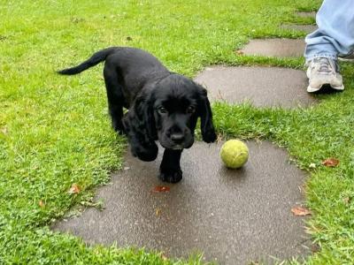 Black Cocker Spaniel puppies