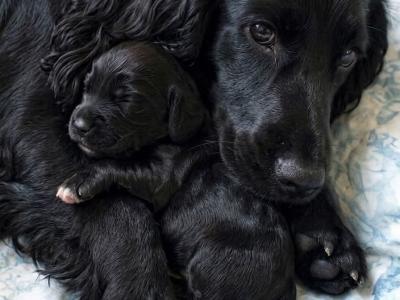Black Cocker Spaniel puppies