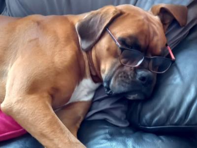 Beautiful Boxer for stud in Cork