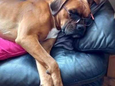 Beautiful male boxer for stud