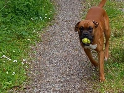Beautiful male boxer for stud