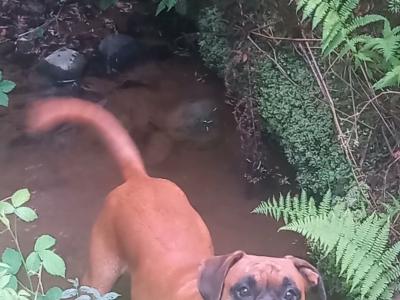 Beautiful male boxer for stud