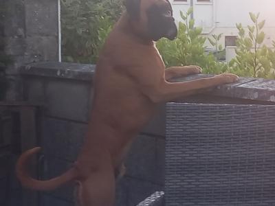 Beautiful male boxer for stud