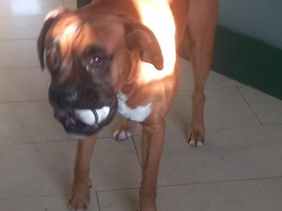 Beautiful male boxer for stud