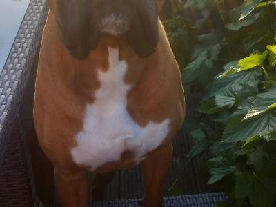 Beautiful male boxer for stud