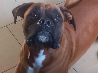 Beautiful Boxer for stud in Cork