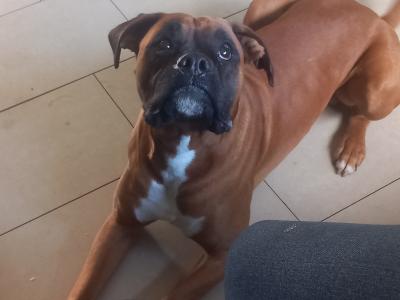 Beautiful male boxer for stud