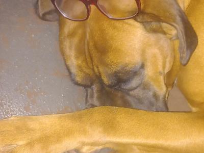 Beautiful male boxer for stud