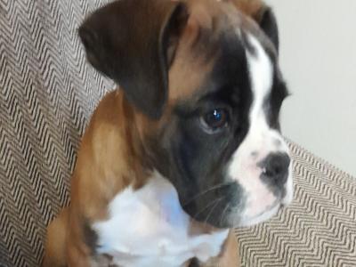 IKC Registered male Boxer puppy in Wexford