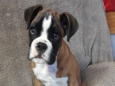 IKC Registered male Boxer puppy in Wexford
