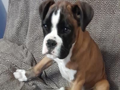 IKC Registered male Boxer puppy in Wexford