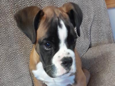 IKC Registered male Boxer puppy in Wexford