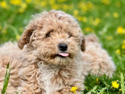 Poochon puppies 🐶 in Wicklow