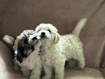 Beautiful Cavachon puppies in Limerick