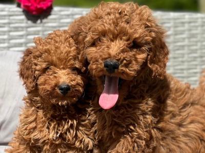 Miniature Poodle puppies 🐶 in Wicklow