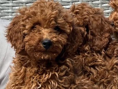 Miniature Poodle puppies 🐶 in Wicklow