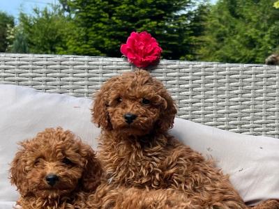 Miniature Poodle puppies 🐶 in Wicklow