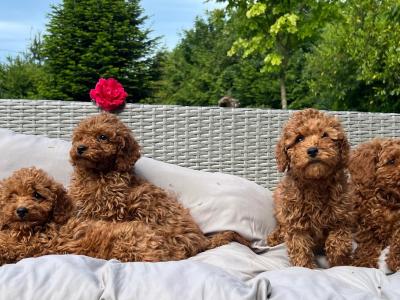Miniature Poodle puppies 🐶 in Wicklow