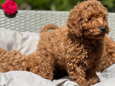 Miniature Poodle puppies 🐶 in Wicklow