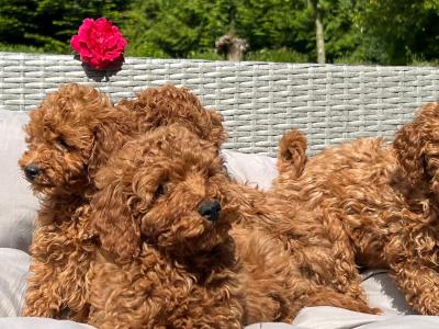Miniature Poodle puppies 🐶 in Wicklow