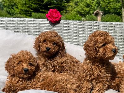 Miniature Poodle puppies 🐶 in Wicklow
