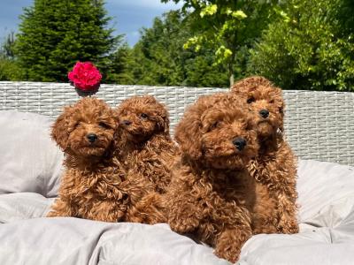 Miniature Poodle puppies 🐶 in Wicklow