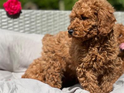 Miniature Poodle puppies 🐶 in Wicklow