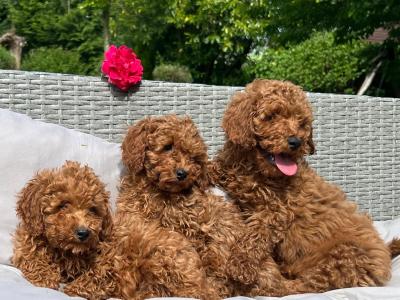 Miniature Poodle puppies 🐶 in Wicklow