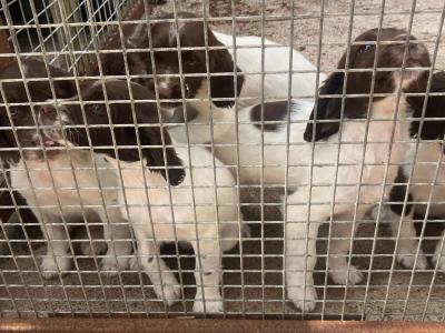 Litter of pedigree Springer Spaniel puppies for sale in Kerry
