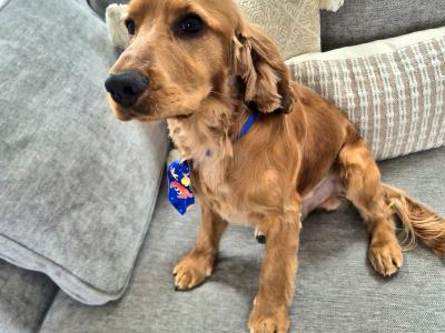 Cooper – Family-friendly & Working Cocker Spaniel for stud in Offaly