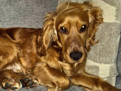 Cooper – Family-friendly & Working Cocker Spaniel for stud in Offaly