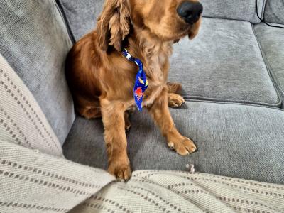 Cooper – Family-friendly & Working Cocker Spaniel for stud in Offaly