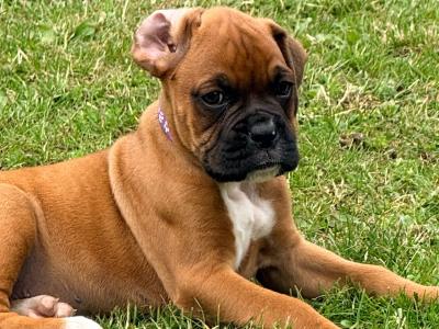 Beautiful Pedigree Boxers in Kildare